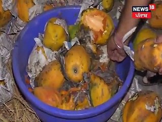 Papaya fruit