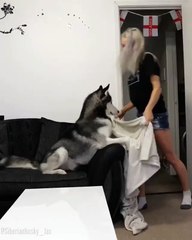 Tour de magie à un chien Husky