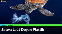 #1MENIT | Satwa Laut Doyan Plastik