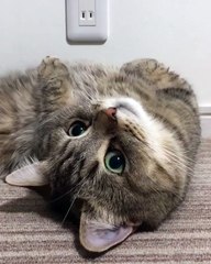 Look what cats can do on camera shoot