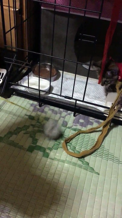子猫、その②