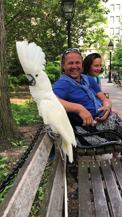 Cockatoo Barks Like a Dog