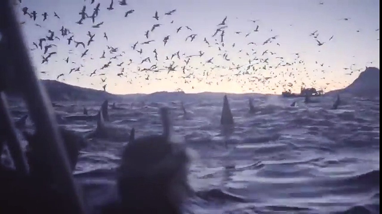 300 orques sortent de l'eau en même temps !