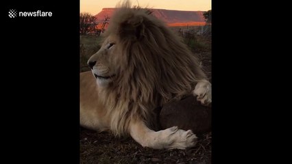 Majestic lion lets out a yawn instead of a roar