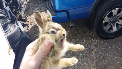 Ce bébé lapin ne se laisse pas faire... hargneux