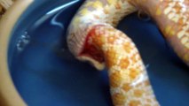 Ce serpent se mange lui-même. Mysterieux
