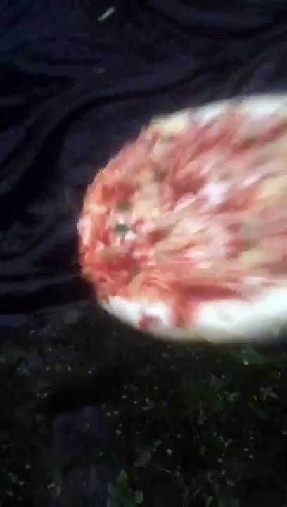 Des centaines d'anguilles dégustent une pizza