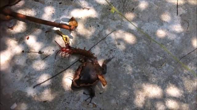 Ce crapaud ne peut rien faire face à un mille-pattes géant