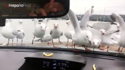 Gaviotas rodearon un auto esperando quitarle a su conductor unas papas fritas