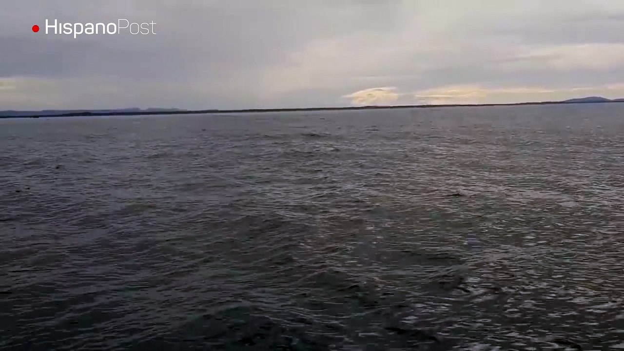 Fueron a ver unas ballenas y se consiguieron con una enorme