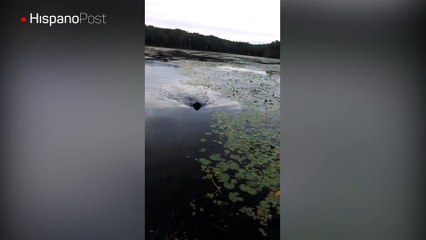 Perro salvó a un pequeño pájaro de morir ahogado en un lago