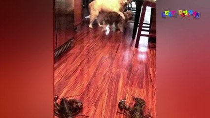 Смешное видео про собак и кошек #6