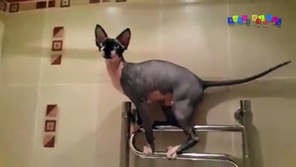 Приколы с котанами. Кот моет посуду.