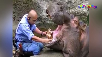 Разные приколы с разными животными. Бегемот у стоматолога.