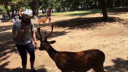 Polite deer bows his head to recieve food