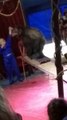 Bear Attacks Trainer at Russian Circus