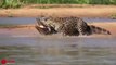 Amazing Jaguar Hunting Crocodile While Sleeping _ Big Battle Animals Real