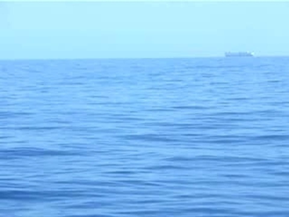 Baleine