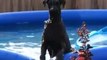 Dog Looks Guilty After Being Caught in Swimming Pool