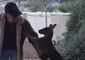 Rescue Kangaroo Play Fights With 'Dad'