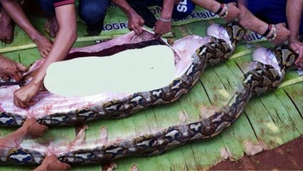 Wanita di Sulawesi Dimakan Ular, 4 Seleb Ini Justru Main-main dengan Ular