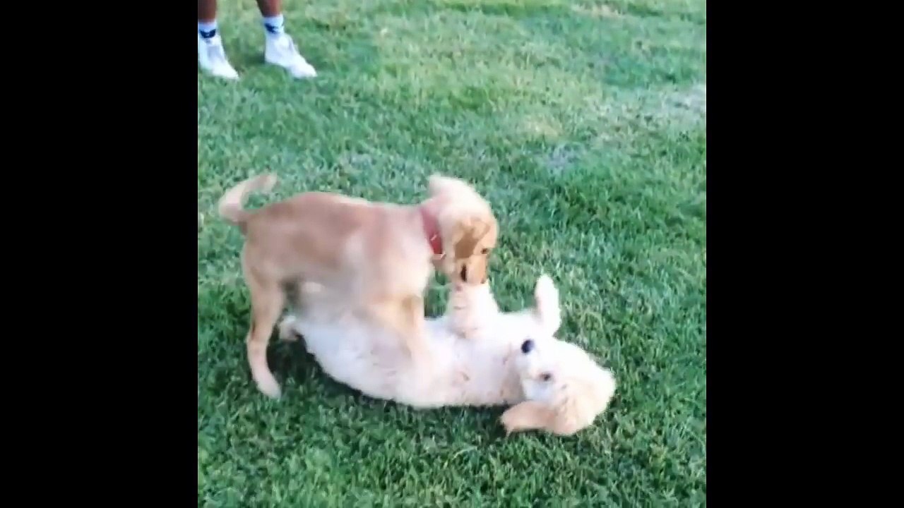 Cutest Puppies|30 Funny Golden Retriever Puppies Video Compilation - Best of  2018_2