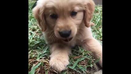 Cutest Puppies|30 Funny Golden Retriever Puppies Video Compilation - Best of 2018_5