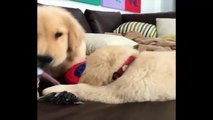 Cutest Puppies|Best Of Cute Golden Retriever Puppies Compilation - Funny Dogs 2018_2