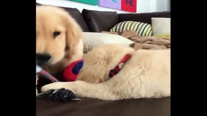 Cutest Puppies|Best Of Cute Golden Retriever Puppies Compilation - Funny Dogs 2018_2