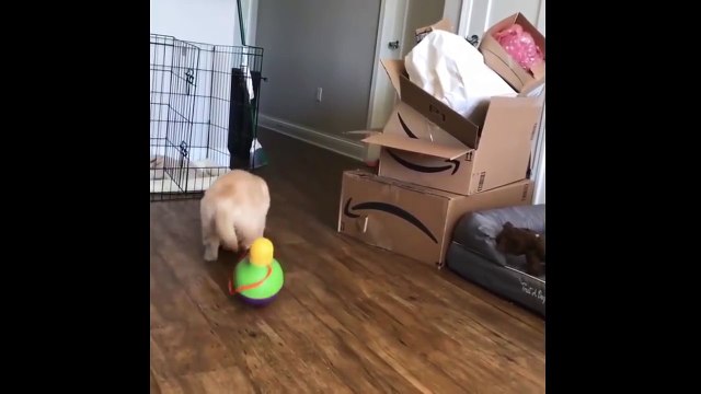 Cutest Puppies|Best Of Cute Golden Retriever Puppies Compilation - Funny Dogs 2018_3