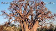 Perubahan iklim mungkin musnahkan pohon Baobab - TomoNews