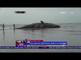 Paus Jenis Sperma Ditemukan Dalam Kondisi Mati -NET5