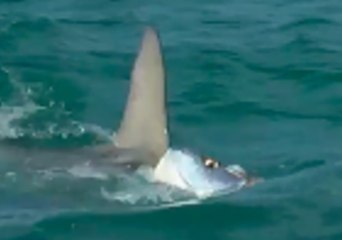Hammerhead Shark Battles Tarpon Off Florida's Anna Maria Island