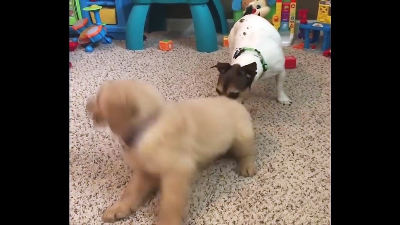 Best Of Cute Golden Retriever Puppies Compilation #38 - Funny Dogs 2018_13-06-2018_3