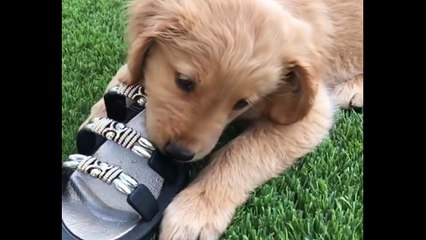 Best Of Cute Golden Retriever Puppies Compilation #41 - Funny Dogs 2018_13-06-2018_3