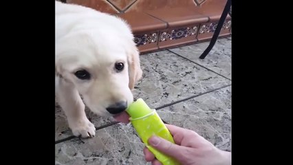 Cutest Puppies|Best Of Cute Golden Retriever Puppies Compilation - Funny Dogs 2018_4