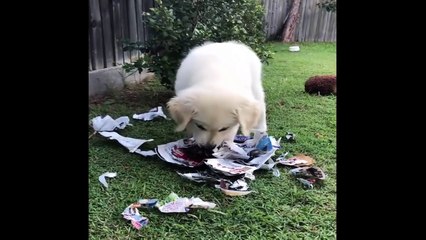 Best Of Cute Golden Retriever Puppies Compilation #40 - Funny Dogs 2018_13-06-2018_2