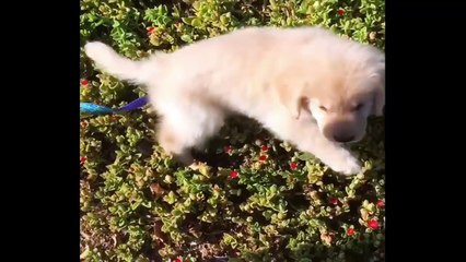 Cutest Puppies|Best Of Cute Golden Retriever Puppies Compilation - Funny Dogs 2018_3