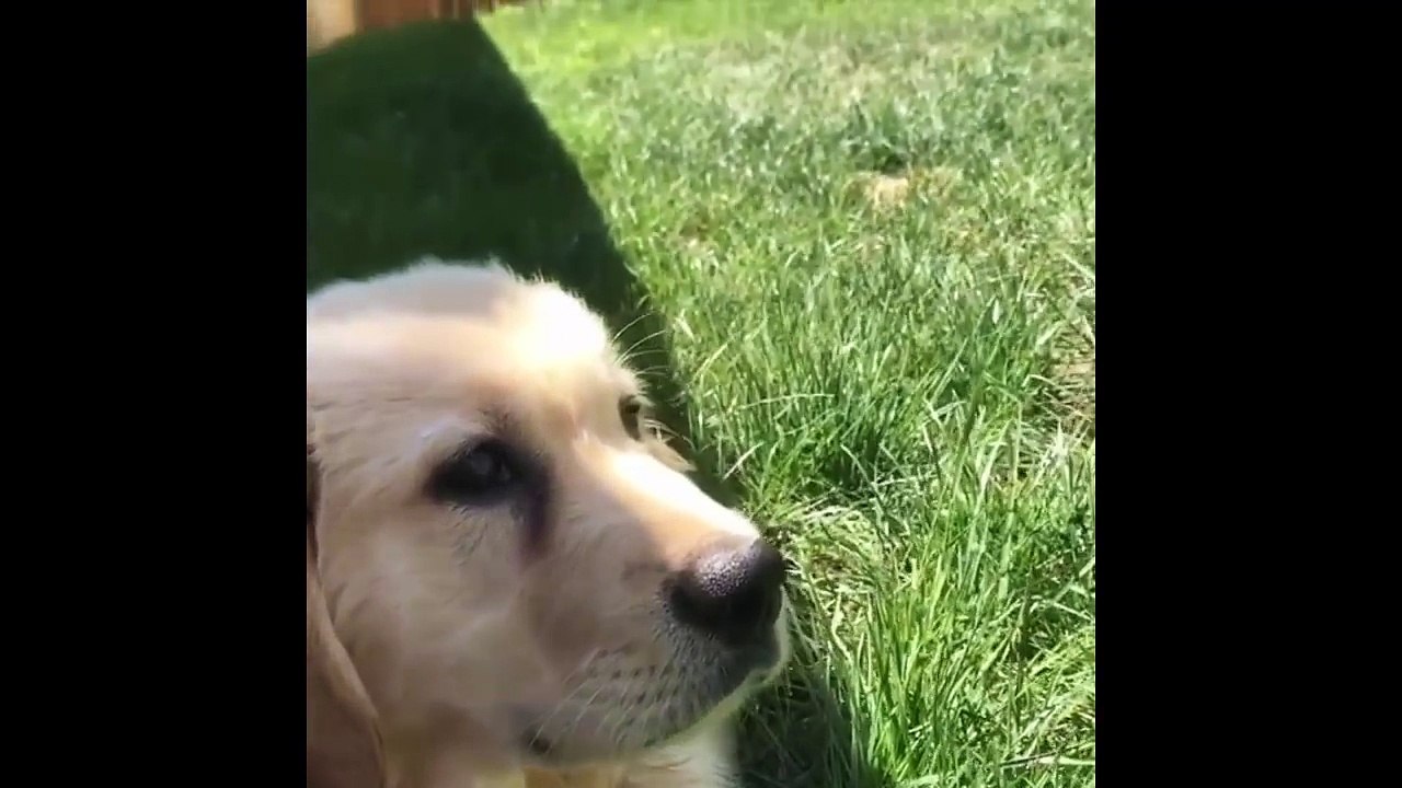 Cutest Puppies|Best Of Cute Golden Retriever Puppies Compilation - Funny Dogs 2018_5