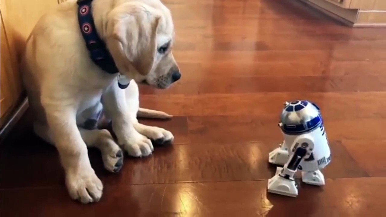 Cutest Puppies|Labrador Puppies Funny Compilation - Best of 2018_1