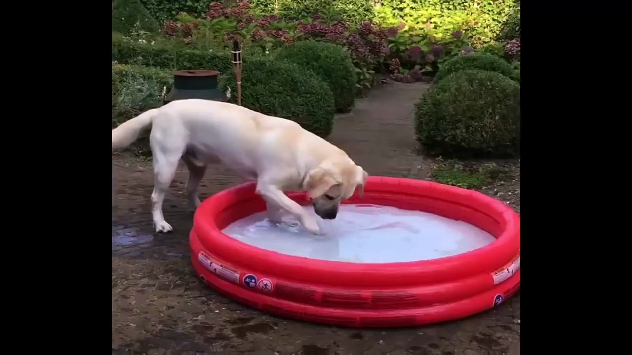 Cutest Puppies|Labrador Puppies Funny Compilation  - Best of 2018_4