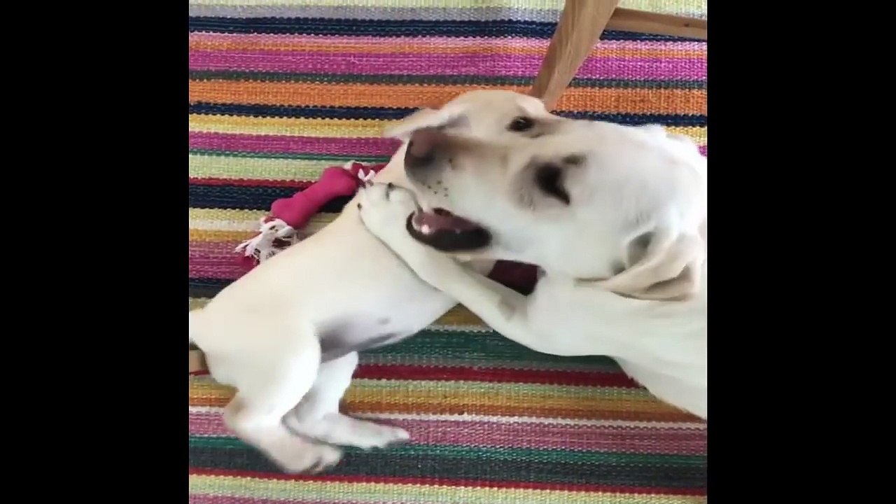 Cutest Puppies|Labrador Puppies Funny Compilation - Best of 2018_1