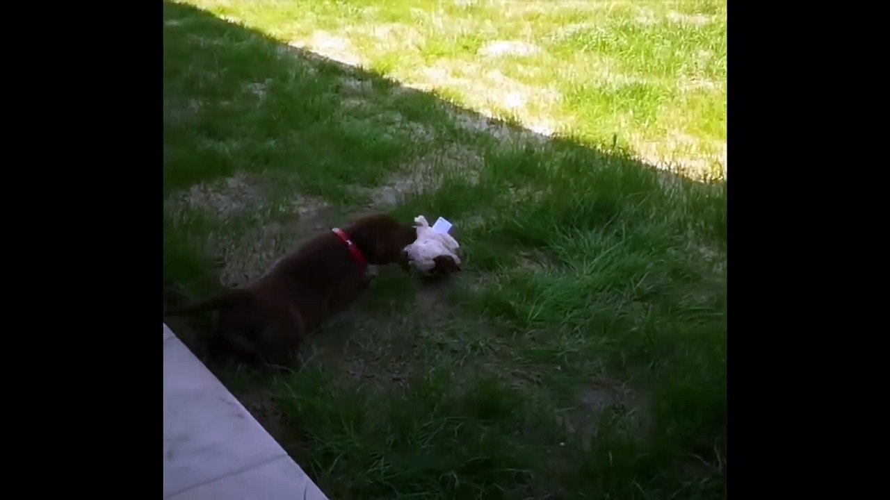 Cutest Puppies|Labrador Puppies Funny Compilation - Best of 2018_3