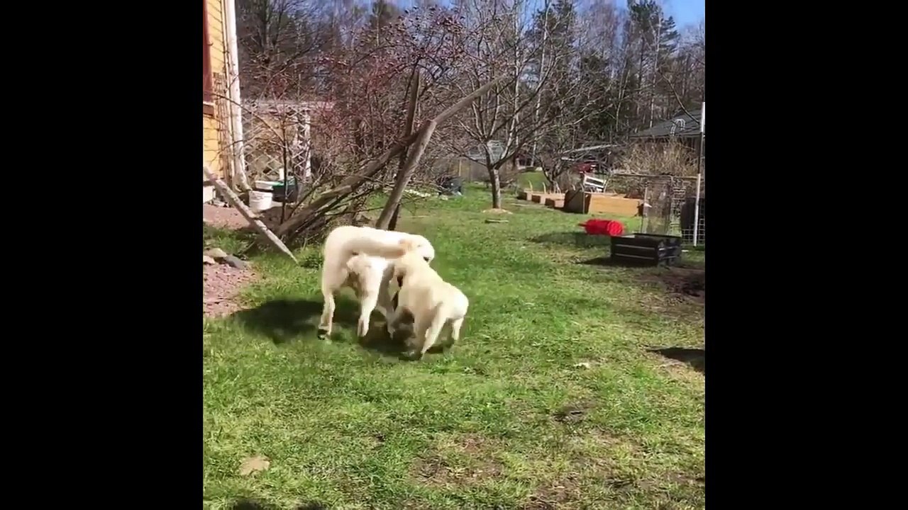 Cutest Puppies|Labrador Puppies Funny Compilation - Best of 2018_4