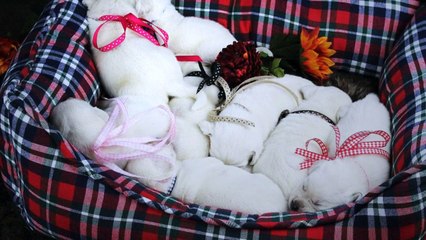 AKC White Labrador Puppies