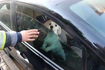 Yangına Uykuda Yakalanan Aileyi Ölümden Köpekleri Kurtardı