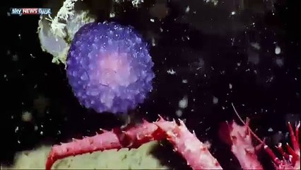 Extraña esfera captada por submarinistas