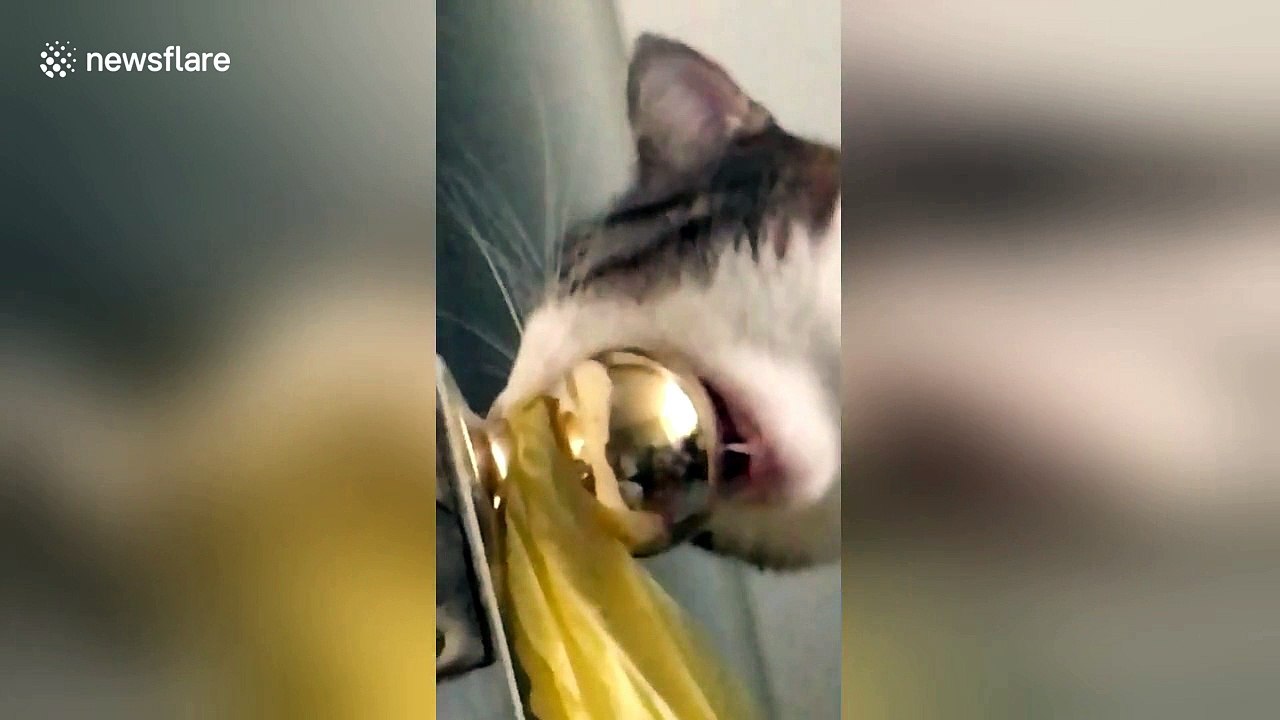Cat tries to fit entire door knob into her mouth