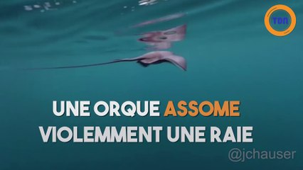 Une orque donne un coup de queue à une raie