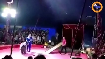 Dans un cirque russe, un tour ne se passe pas comme prévu